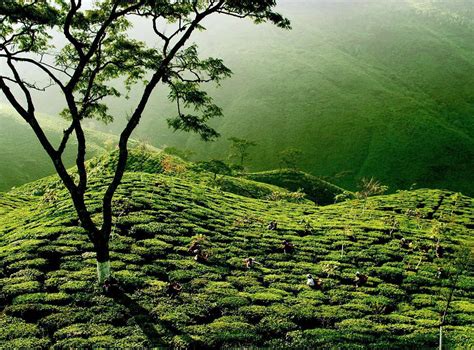 Lakkatura Tea Estate
