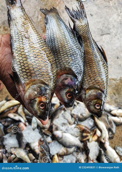 Freshly Harvested Rohu Carp Labeo Rohita Fish from Farm Pond in Hand in ...