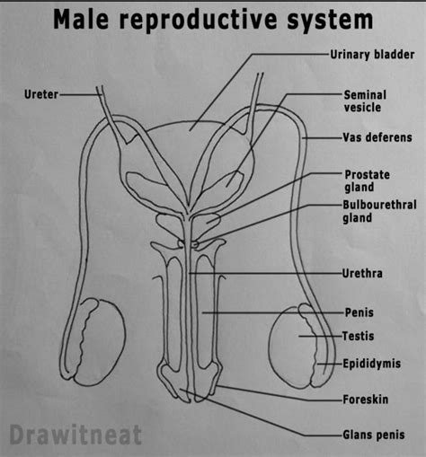 Draw neat and well labelled diagram of Human male reproductive system ...