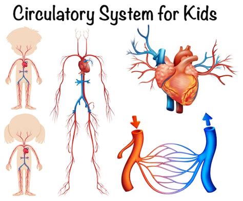 Premium Vector | Circulatory system for kids