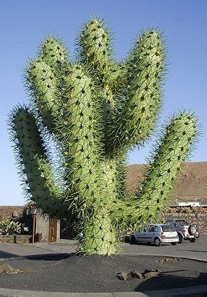 Image result for Exploding Cactus Prank