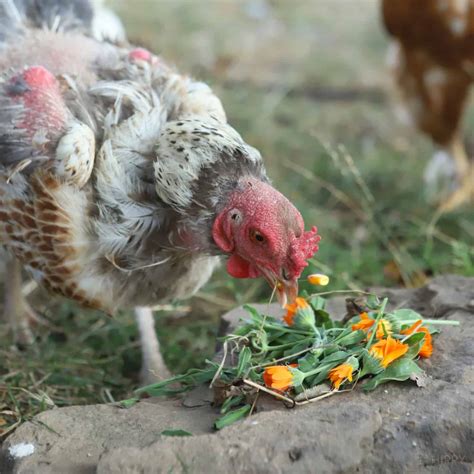 18 Fancy Blue Chicken Breeds To Consider