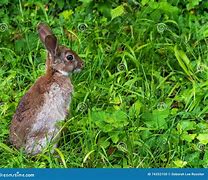 Image result for Wild Rabbit Close