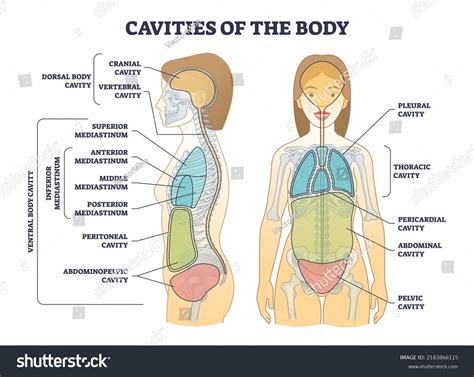Human Anatomy Body Cavities