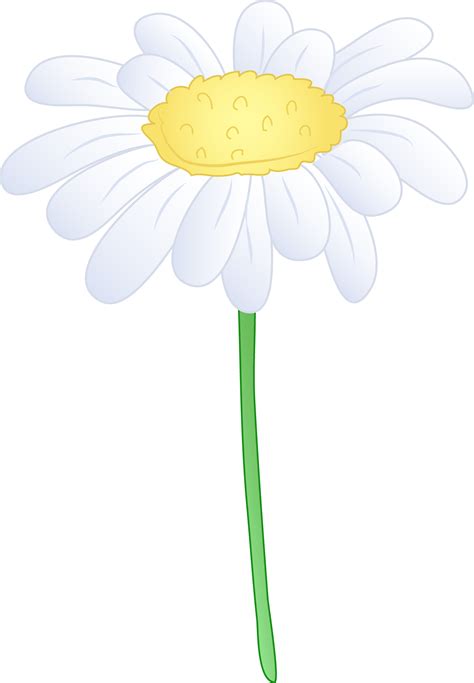 Single white daisy flower free clip art – Clipartix