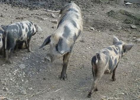 Pro Patrimonio Montano - Black Alpine Pig: Breed advantages