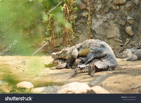 How Do Crocodiles Mate