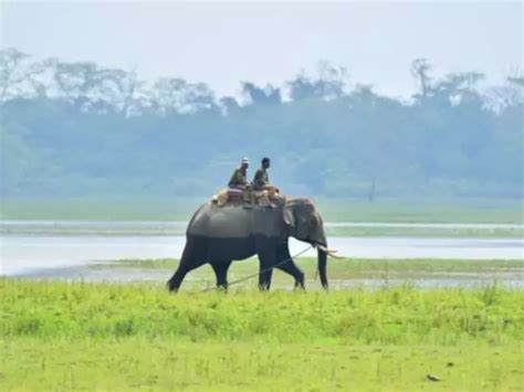 6 must-visit national parks in India for elephant lovers - Manas ...