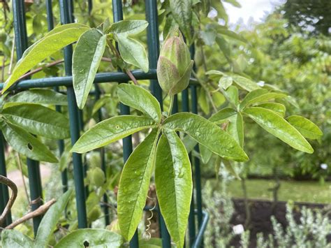 Passiflora caerulea - Passiebloem | Hortus Botanicus Leiden, Netherlands