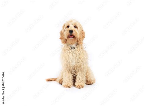 Image result for Adult Cockapoo No Background