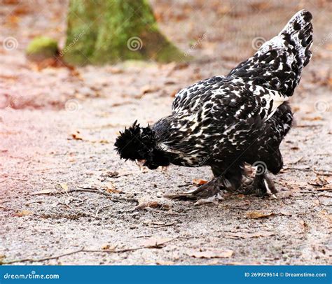 Mottled Houdan Chicken Hen Looking for Food on the Ground Stock Photo ...