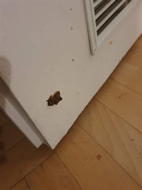 How To Get A Cat To Poop In The Toilet at Guillermo Odea blog