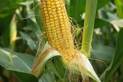 转基因玉米从外观无法辨别，原因为何？彩色玉米不是转基因吗？ - 知乎