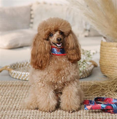 Luxury Fur Saver Collar - Designed for Poodles & Long-neck Dogs/ Tangle ...