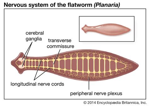 planarian | Anatomy & Facts | Britannica