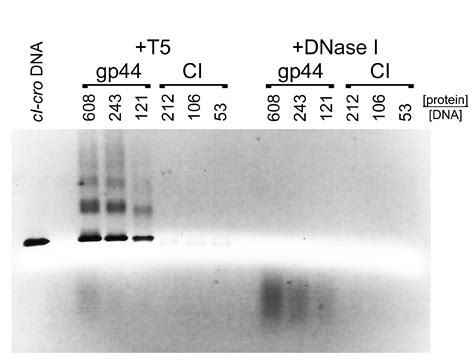 The gp44 Ejection Protein of Staphylococcus aureus Bacteriophage 80α ...