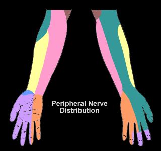 Peripheral Nerve Distribution 的图像结果