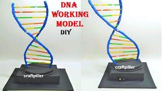 Image result for easyDNA DIY Model