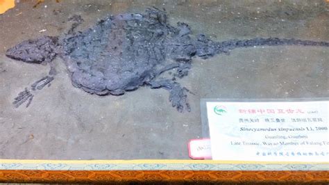 贵州龙博物馆，黔西南州的“恐龙”级遗存