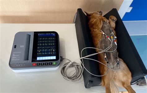 Steps for Using an ECG Machine 的图像结果