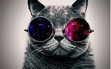 Cool Cat Wallpapers by Cool Cat Backgrounds Wallpaper Cave Cool Cat Wallpapers