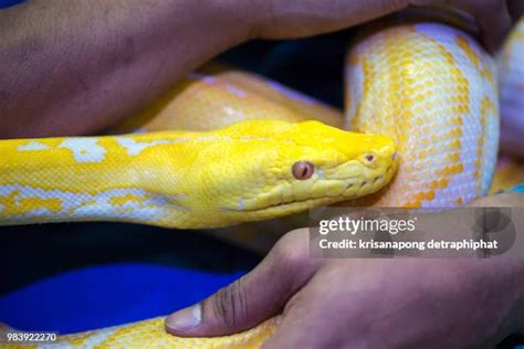 Image result for Reticulated Python Florida