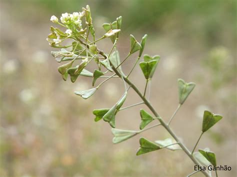 Capsella bursa-pastoris (L.) Medik. / Brassicaceae / Dicotiledóneas / Com flor / Herbáceas ...