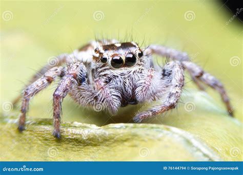 Spider on yellow floor stock photo. Image of closeup - 76144794