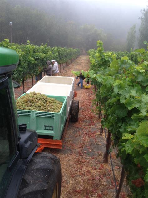 Claiborne & Churchill Harvest 2014 Update - Claiborne & Churchill Vintners