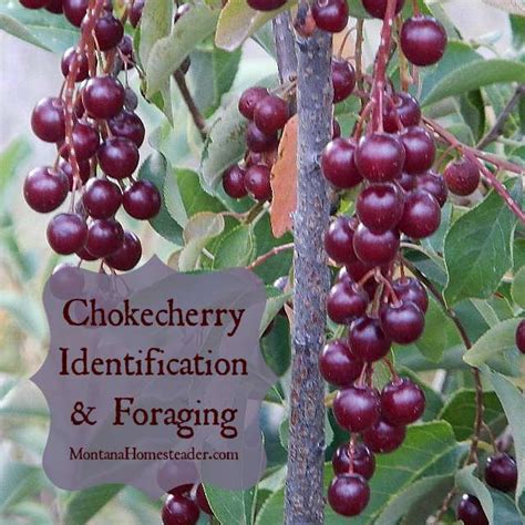 Chokecherry Tree MI 的图像结果