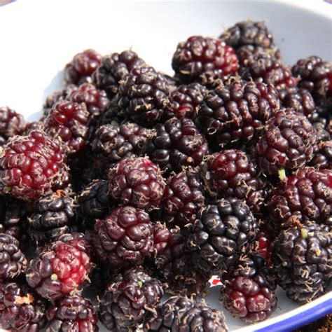 Buy mulberry Chelsea ( syn. King James ) mulberry 'Chelsea': Delivery ...