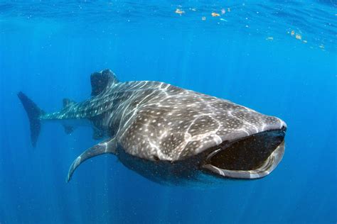Whale Shark With Mouth Open