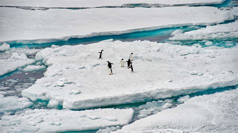 Why Antarctica’s melting ice sheet should concern us all