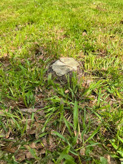 Best way to get rid of small bush stumps? : r/lawncare