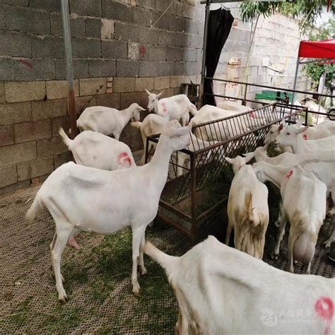 江西有养殖正在挤奶的奶山羊繁育基地 菏泽 萨能奶山羊-食品商务网