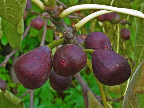Wild Fig Tree: Unveiling the Secrets of Nature's Hidden Gem for Health ...