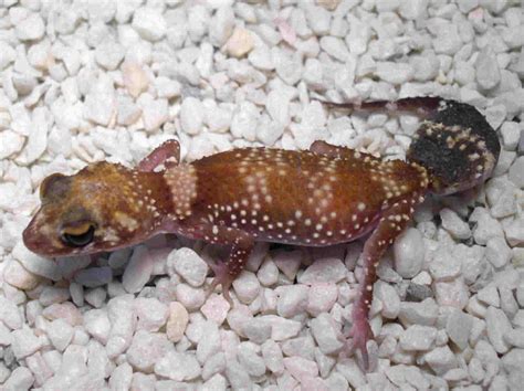 Barking Gecko Making Noise 的图像结果