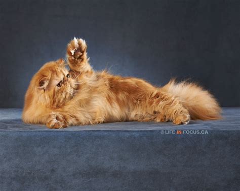 Animal Bloopers Compilation 的图像结果