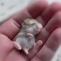 Image result for Real Baby Animals