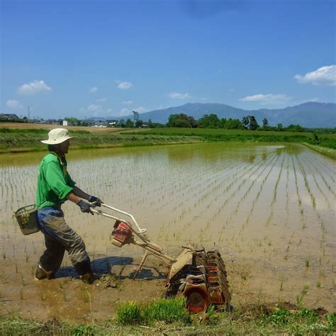 R6年産 八重原米 神楽（かぐら） 5㎏ （農薬化学肥料不使用米） | シラクラファーム