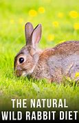 Image result for What to Feed Wild Rabbits