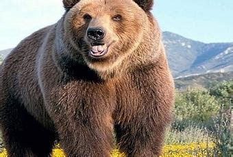 U.S.A. caldo record, orsi usciti dal letargo! Ma non solo  