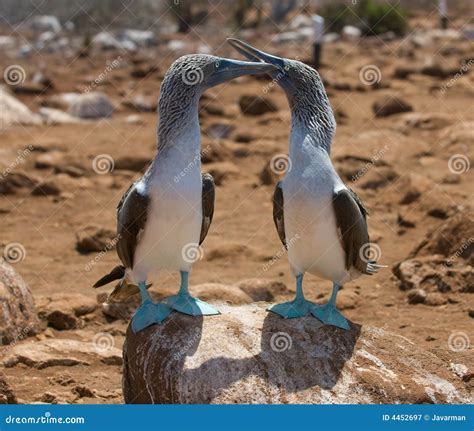 Blue-footed boobies stock image. Image of species, america - 4452697