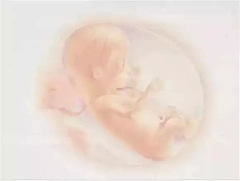 怀孕12周检查前置胎盘低_孕12周零1天做B超前置胎盘，胎盘_宝宝树