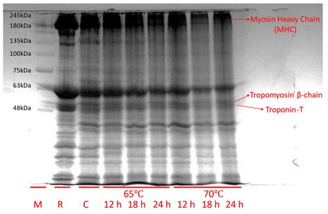 Physicochemical Features and Volatile Organic Compounds of Horse Loin ...