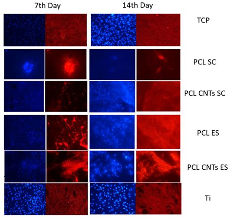 The Role of Substrate Topography and Stiffness on MSC Cells Functions ...