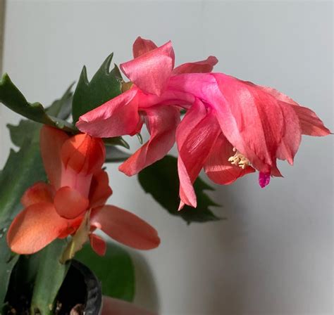 Why is my Christmas cactus flower’s different colours and how do i stop them from wilting? : r ...