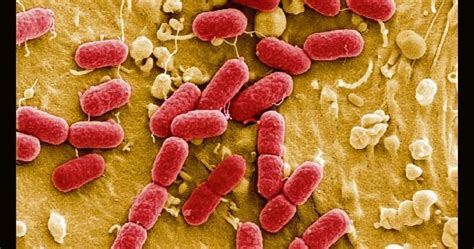 Scientists engineer bacteria to save bees from pests, pathogens