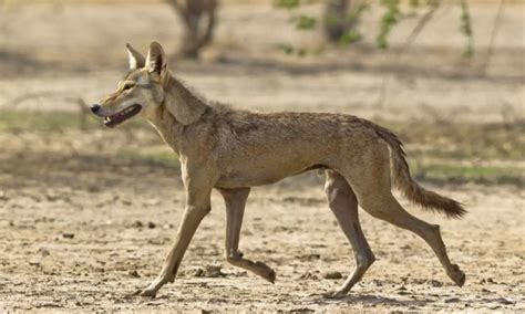 Bahraich Wolf Attack: बहराइच के महासी गांव में भेड़िए ने दो महिलाओं को ...