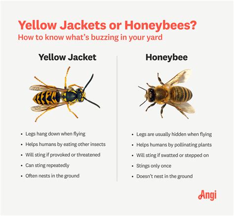 Are Yellow Jackets Harmful To Chickens at Robert Garner blog